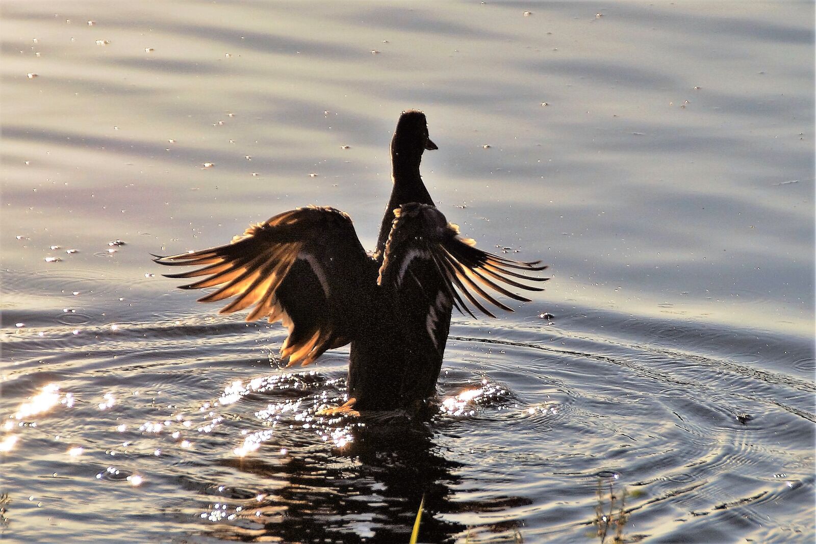 Sony SLT-A58 sample photo. Duck, water bird, pond photography