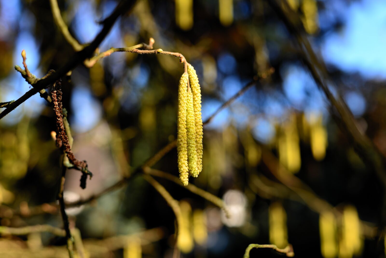 Nikon D610 sample photo. Hazelnut tree, hazel flowers photography