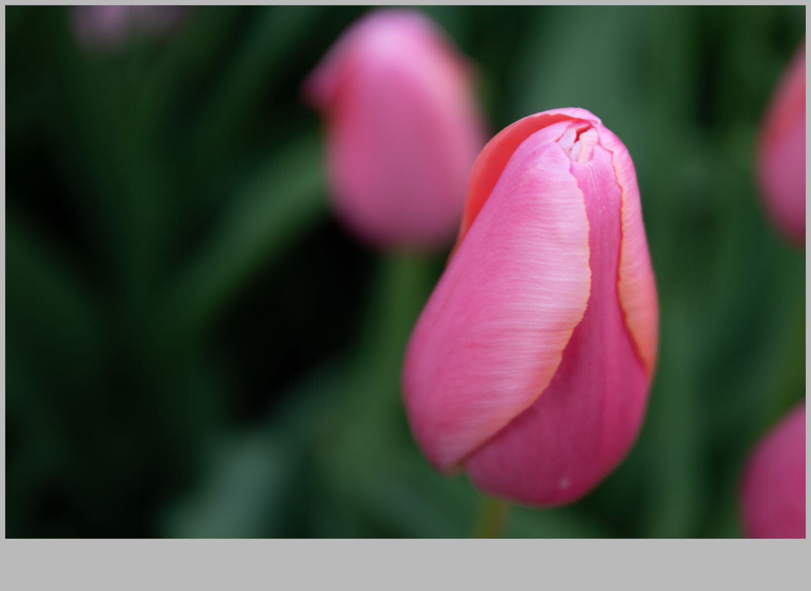 Canon EF 24-70mm F4L IS USM sample photo. Tulip, nature, summer photography