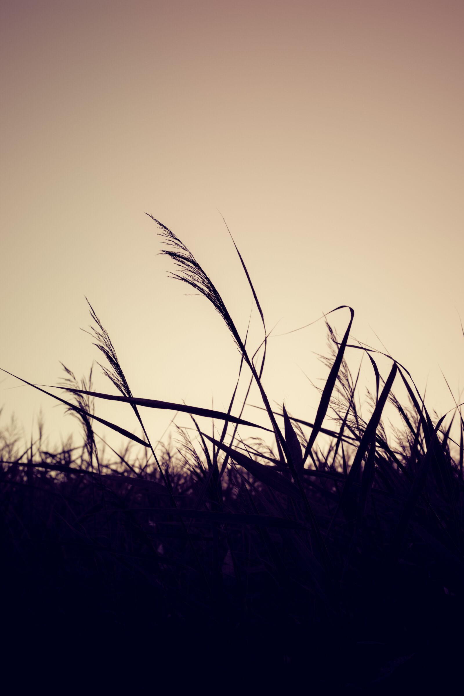 Nikon D7200 sample photo. Grass, sunset, nature photography