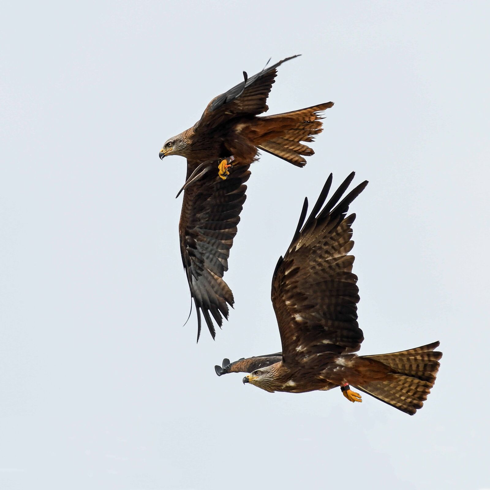 Nikon D500 sample photo. Flight, bird, predator, hawk photography
