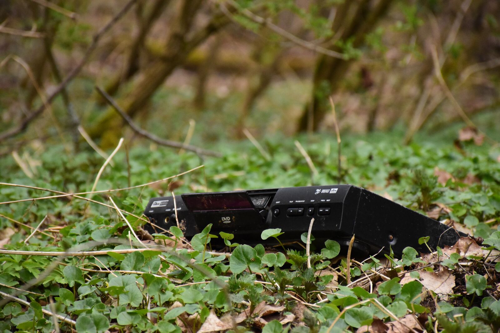Nikon D5600 sample photo. Dvd, nature, green photography