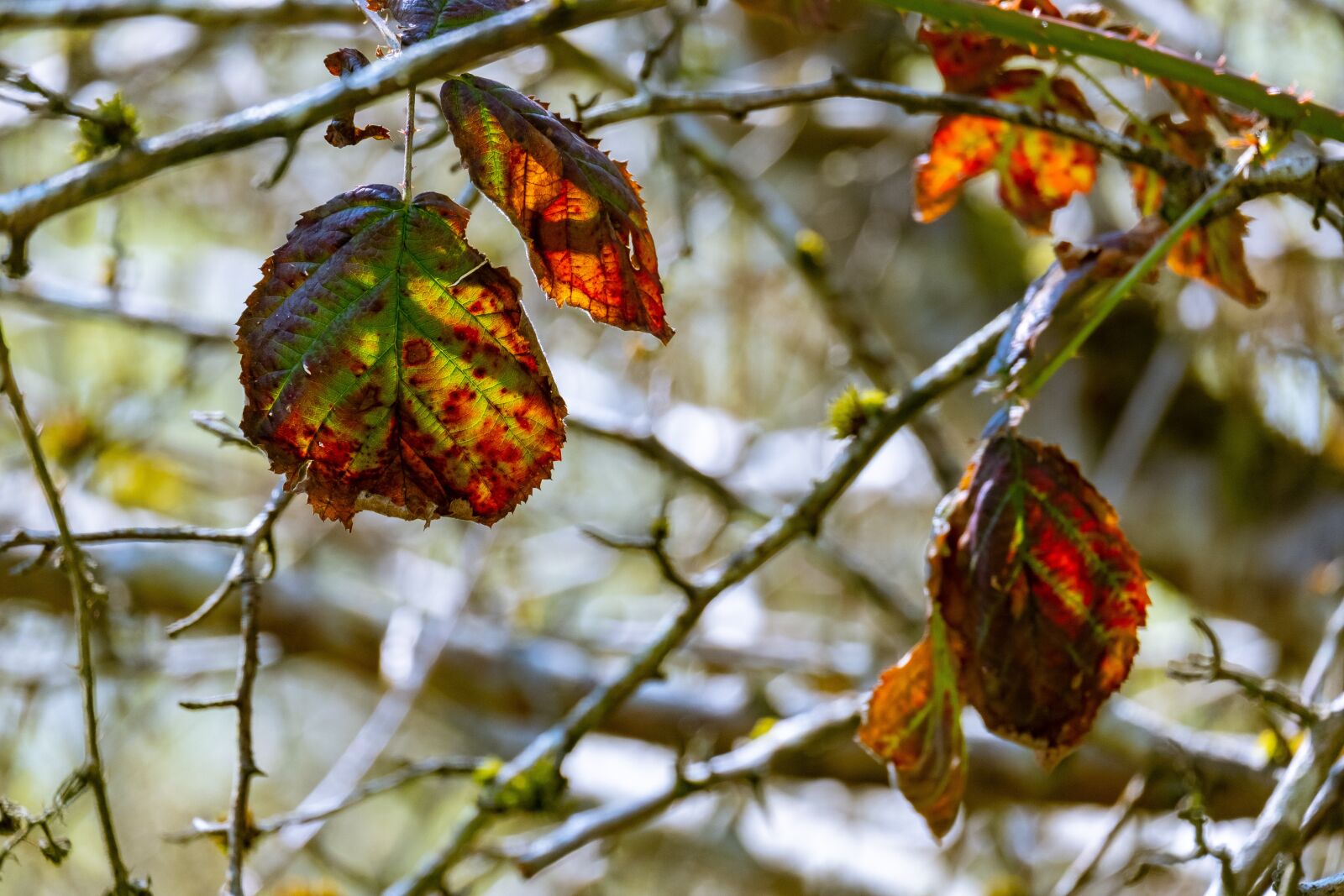 Fujifilm X-T3 sample photo. Autumn, leaf, scotland photography