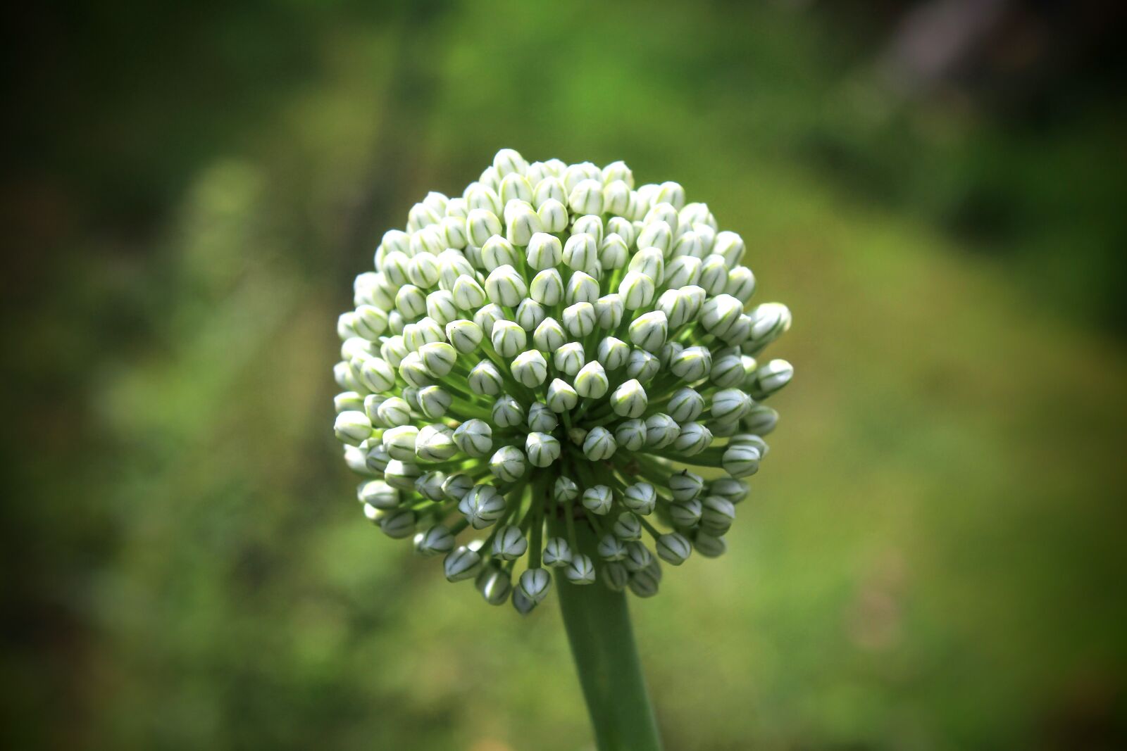 Canon EOS 600D (Rebel EOS T3i / EOS Kiss X5) sample photo. Ornamental onion, white, round photography