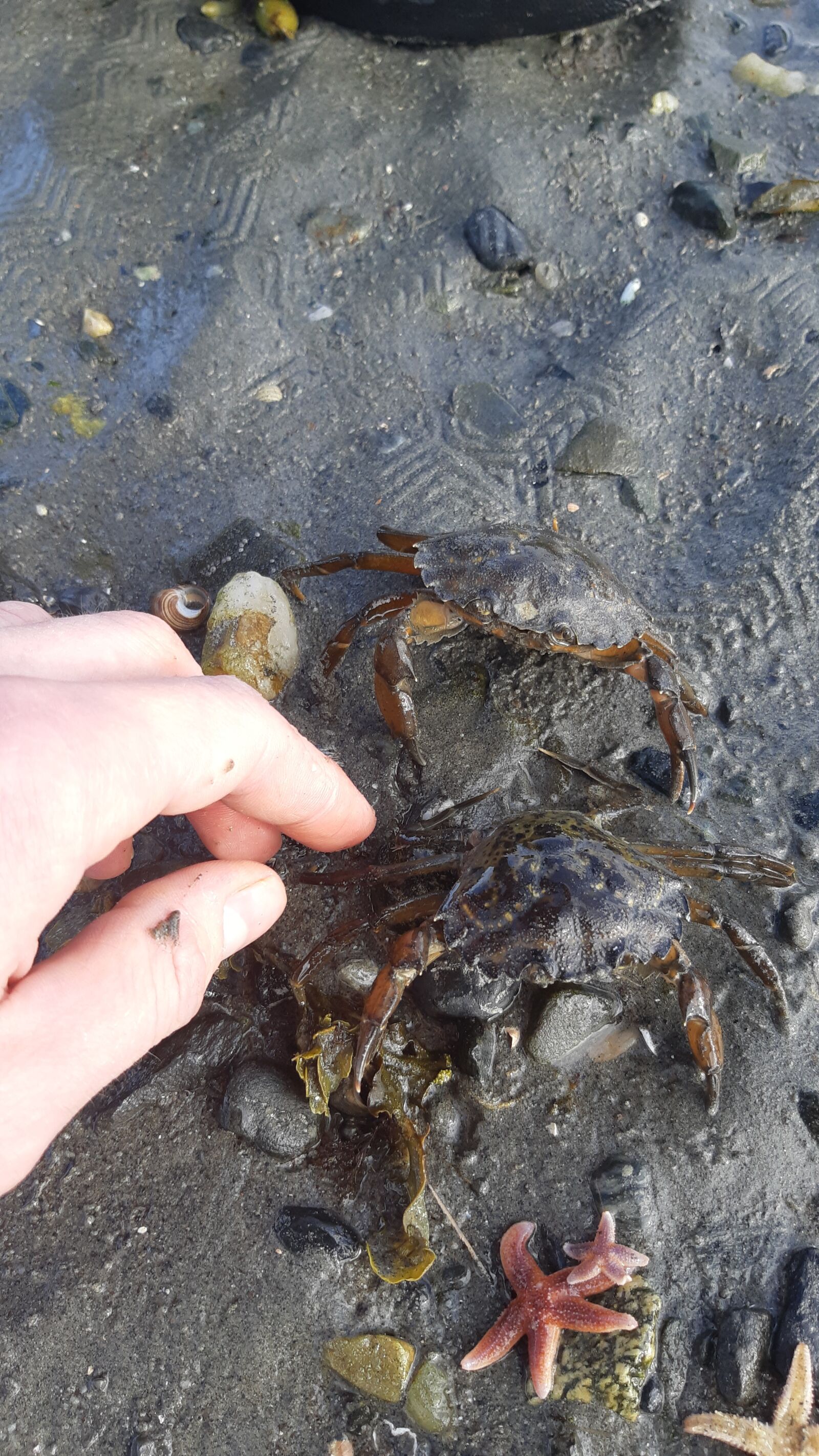 Samsung Galaxy A8(2018) sample photo. Crab, nu, am photography