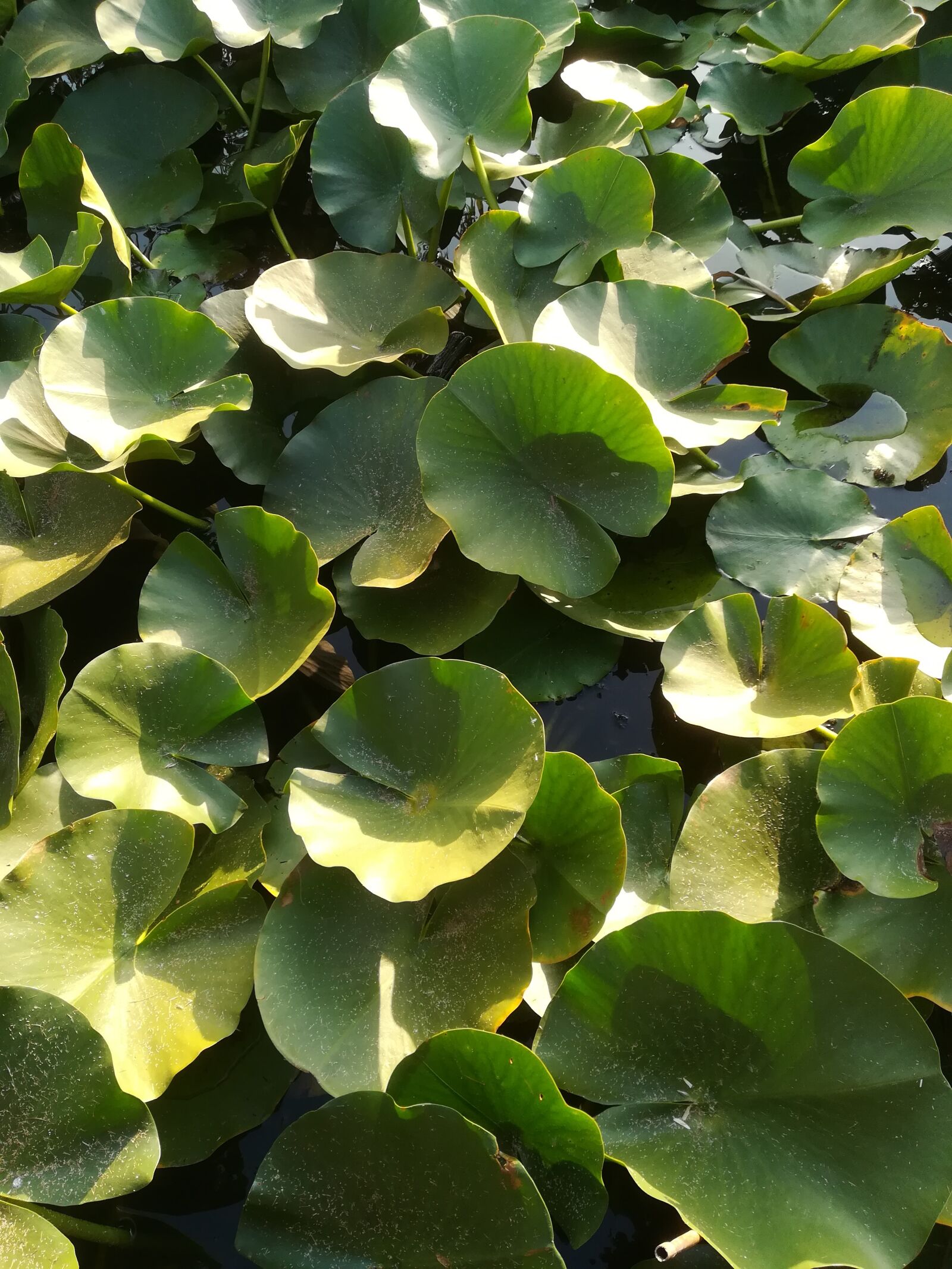 HUAWEI P10 lite sample photo. Leaf, water, flower photography