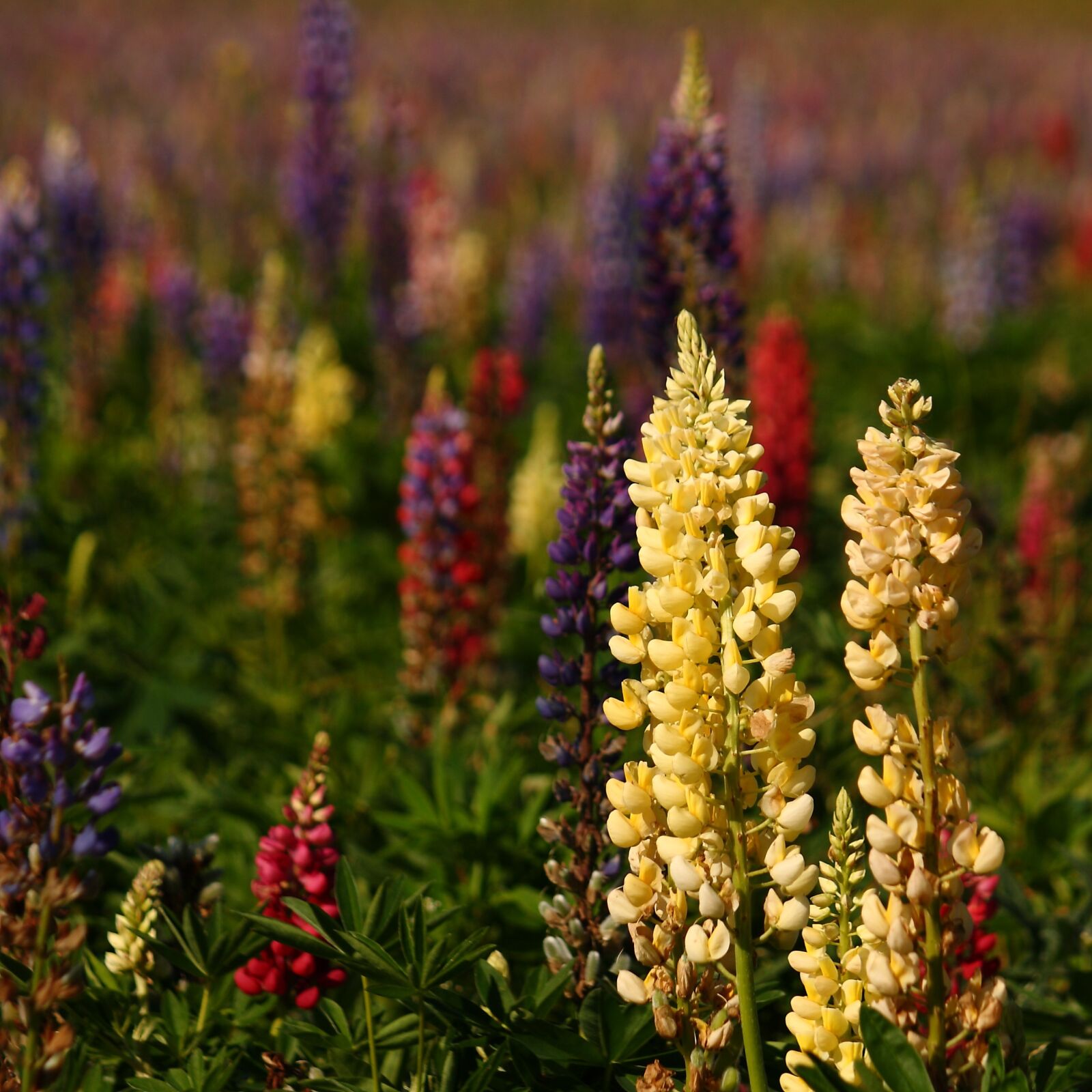 Canon EOS 400D (EOS Digital Rebel XTi / EOS Kiss Digital X) sample photo. Lupins, natural, summer photography