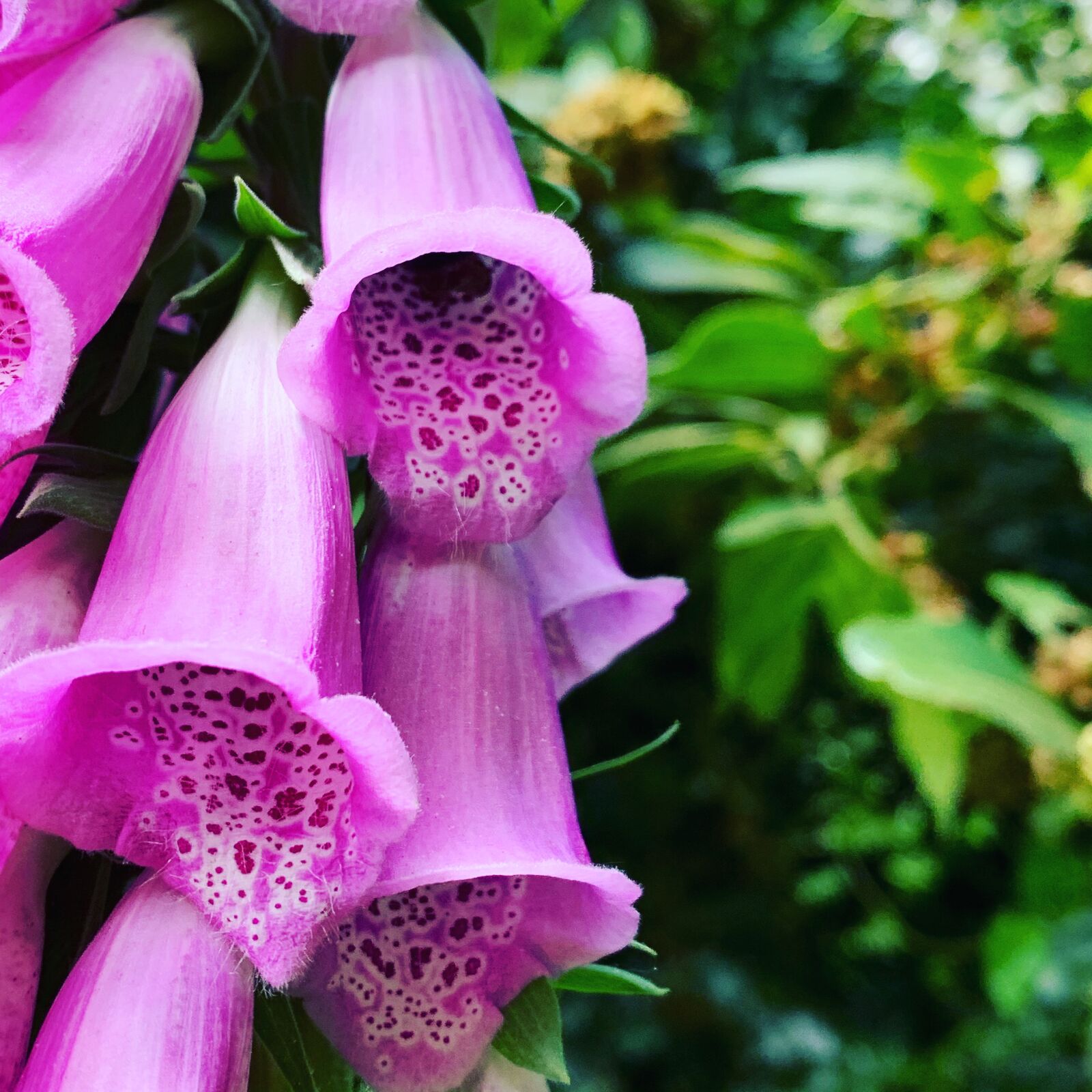 iPhone XS back dual camera 4.25mm f/1.8 sample photo. Foxglove, purple, flower photography