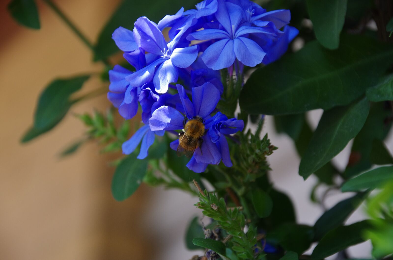 Pentax K-5 sample photo. Bombo, bumblebee, insects photography