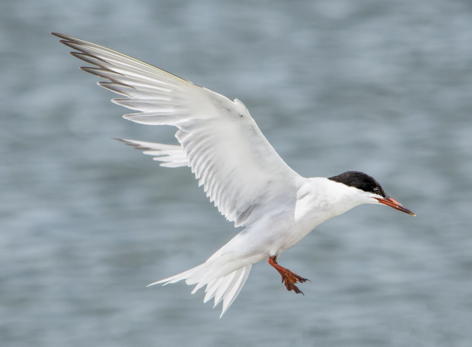 Nikon D7200 sample photo. Bird, flight, feathers photography