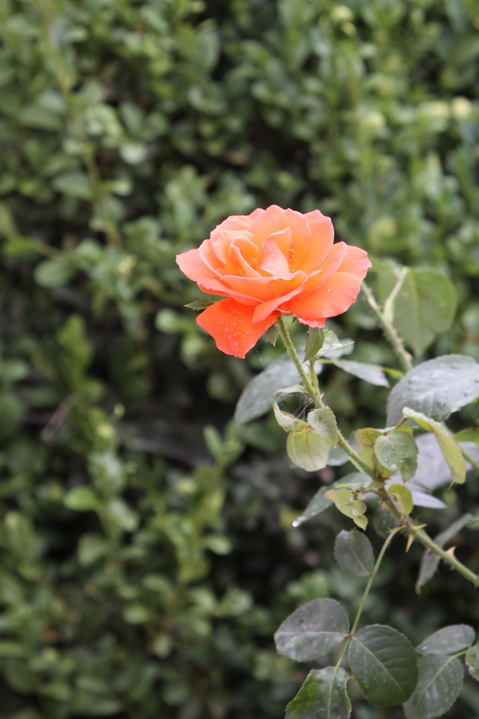 Canon EOS 50D sample photo. Rose, orange, flower photography