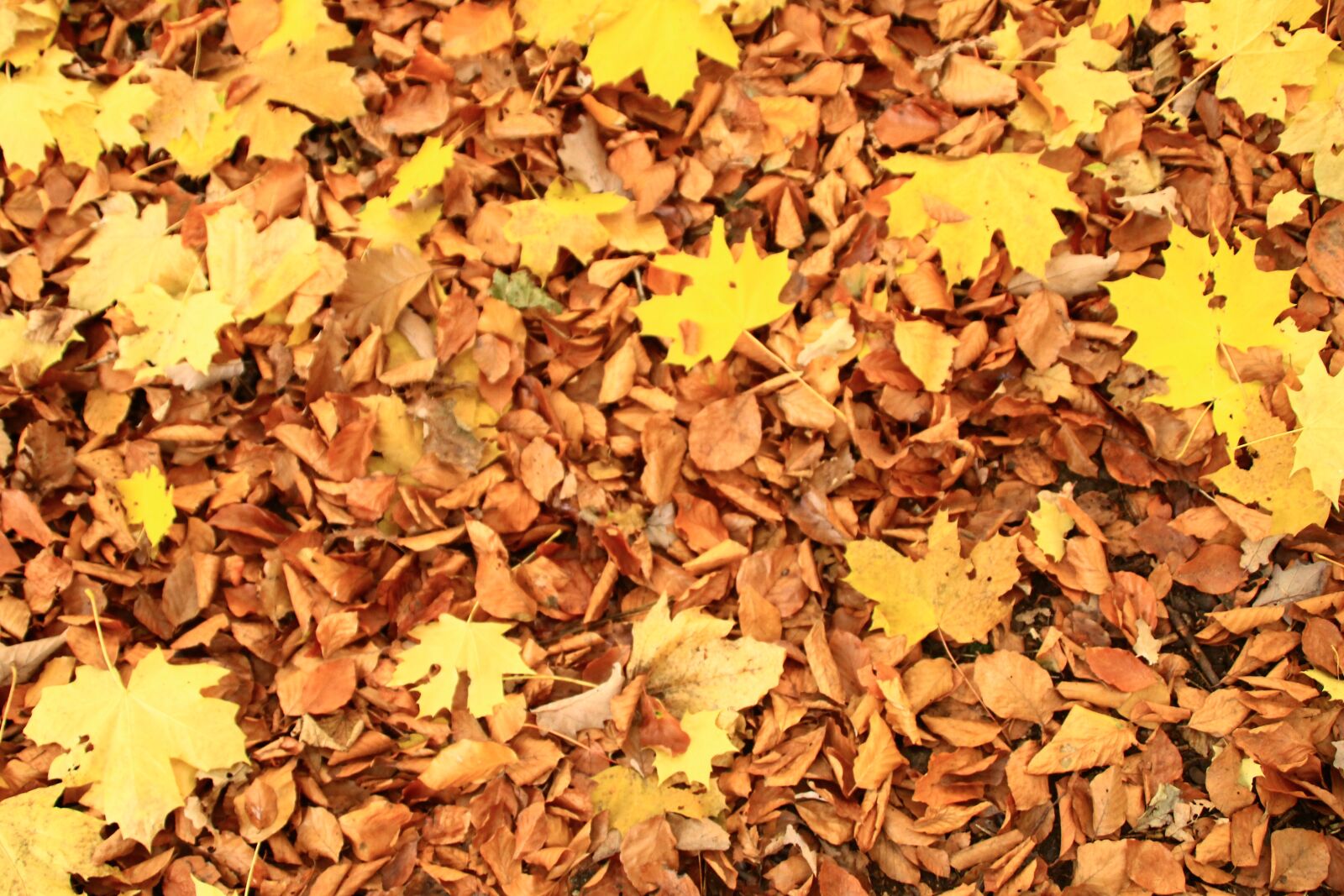 Canon EOS 550D (EOS Rebel T2i / EOS Kiss X4) sample photo. Leaves, autum, nature photography