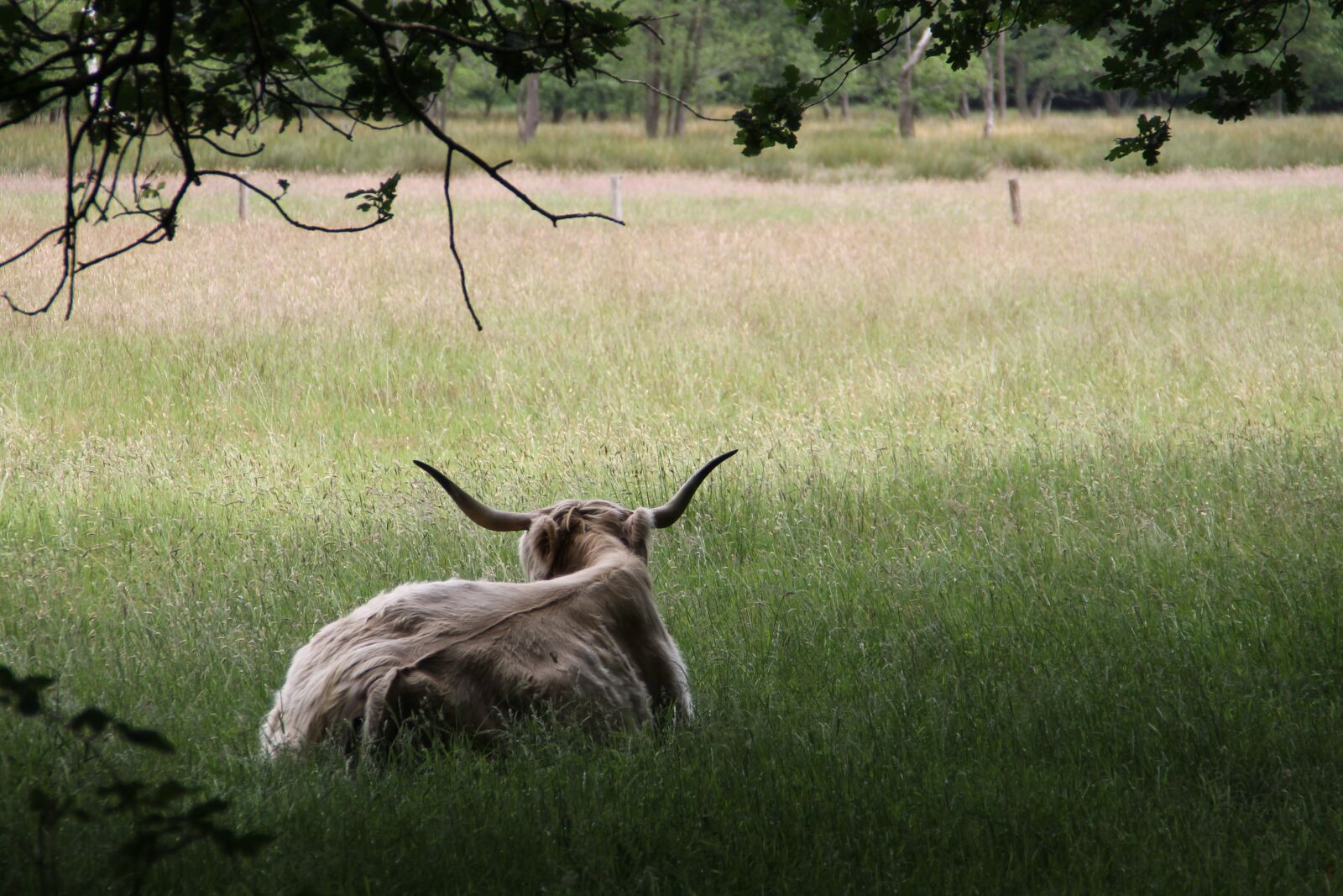 Canon EOS 1100D (EOS Rebel T3 / EOS Kiss X50) sample photo. Landscape, scottish highlander, highlander photography