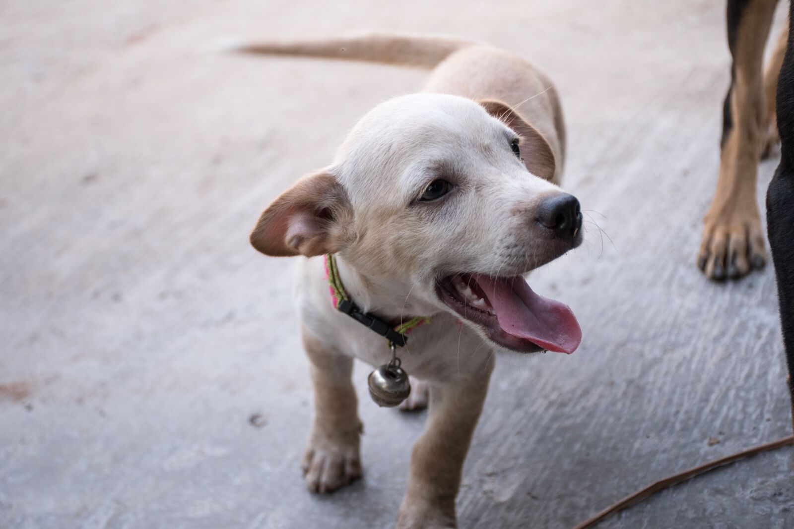 Nikon D5500 sample photo. Puppy, dog, bright photography