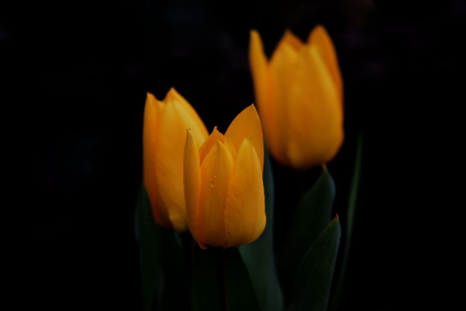 Nikon D3400 sample photo. Tulip, yellow, garden photography