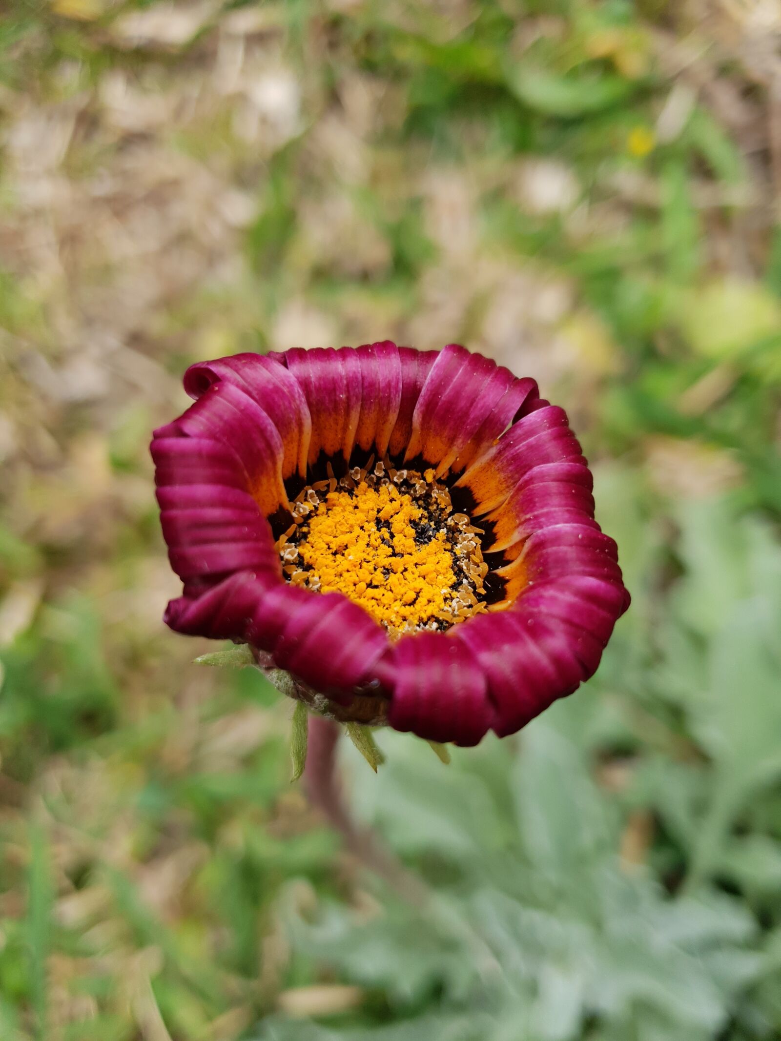 Samsung Galaxy S9 sample photo. Flower, purple, fushia photography