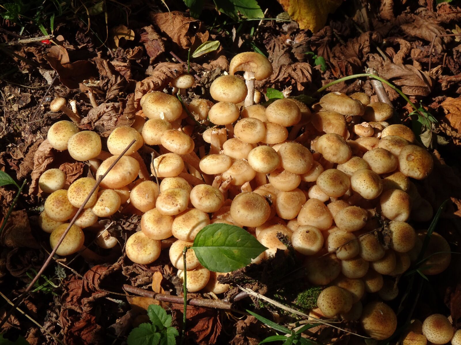 Sony Cyber-shot DSC-WX500 sample photo. Mushrooms, many, structure photography