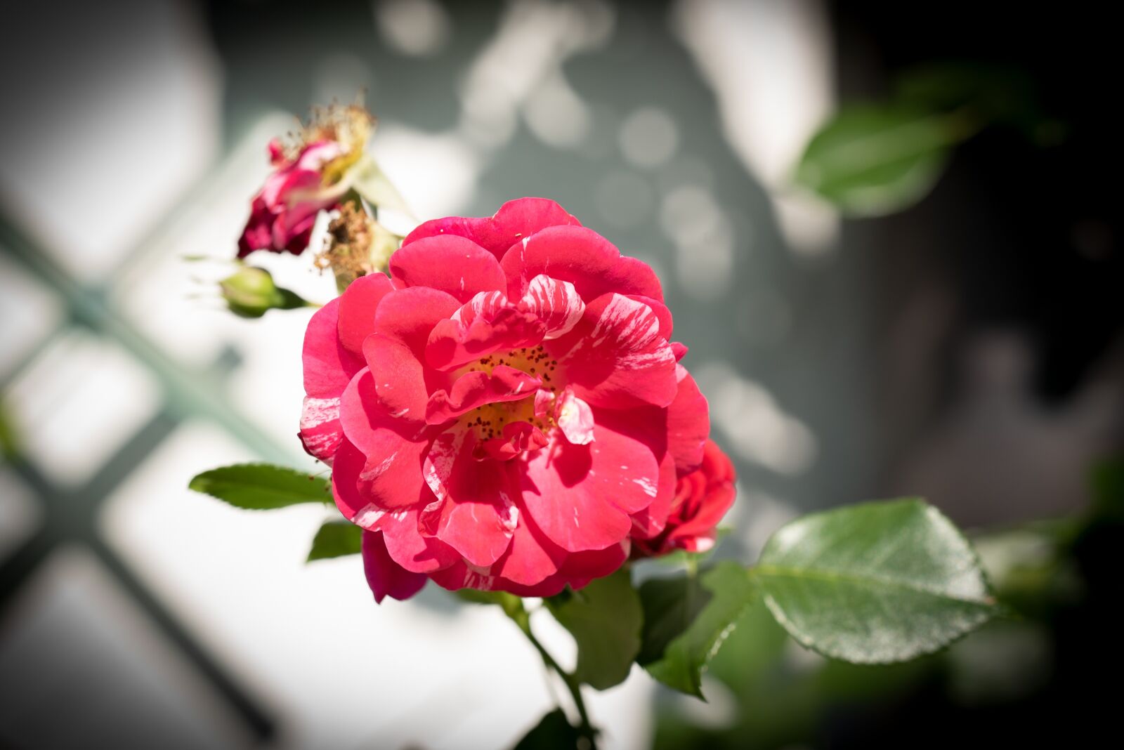 Nikon D750 sample photo. Rose, flower, nature photography