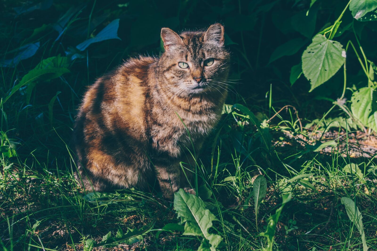 Nikon D3300 sample photo. Cat, animal, cute photography