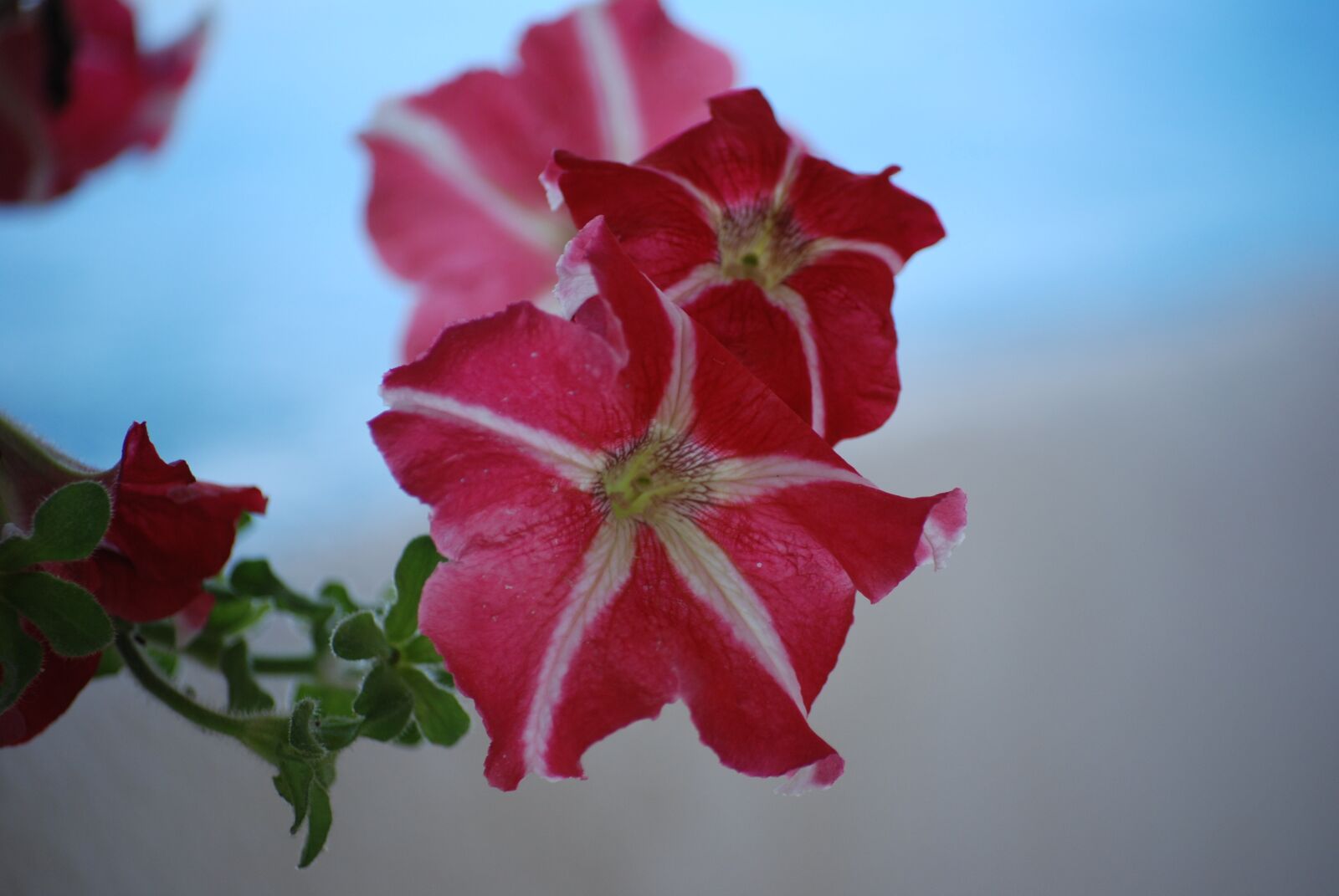 Nikon D80 sample photo. Petunia, flower, plant photography