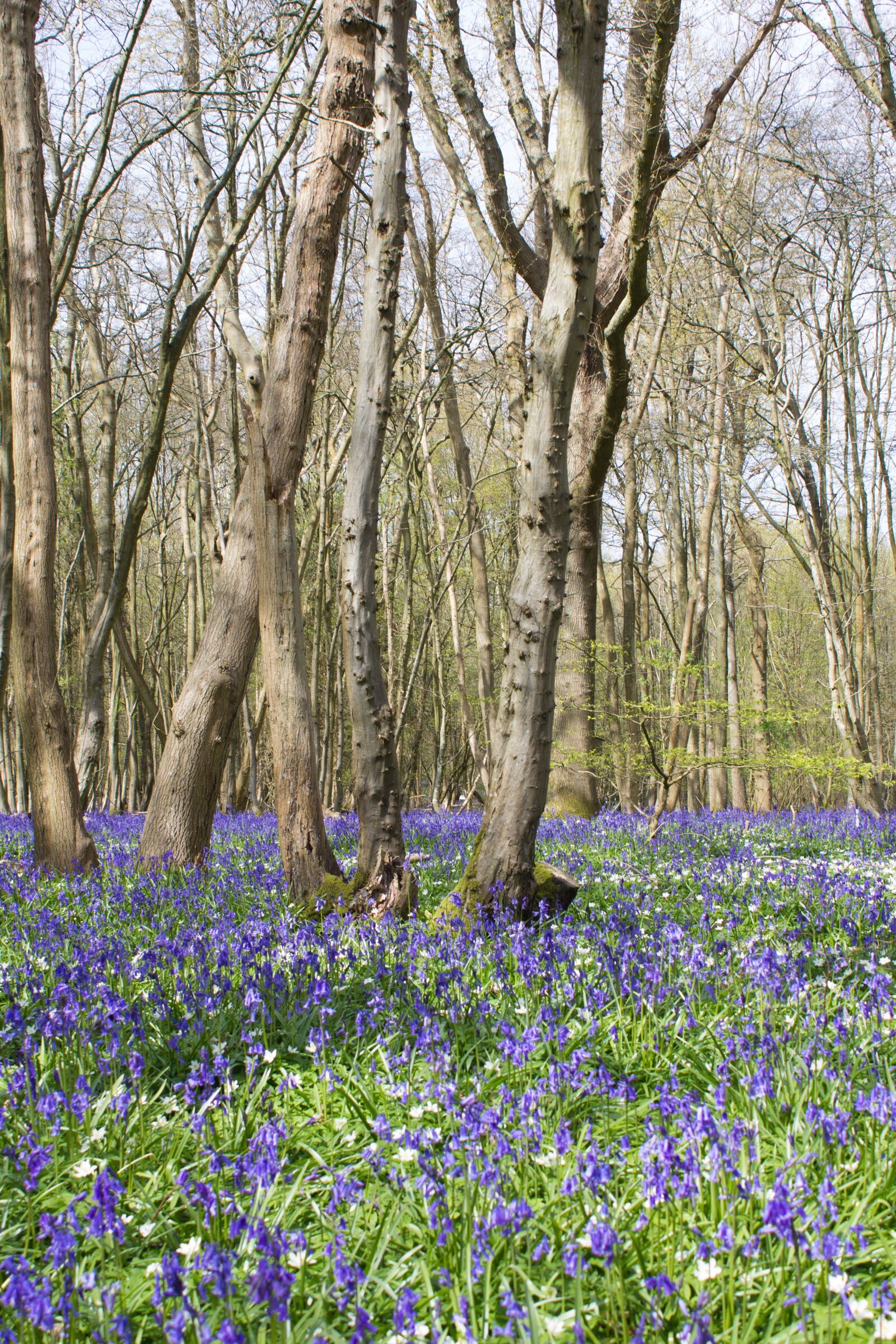 Canon EOS 600D (Rebel EOS T3i / EOS Kiss X5) sample photo. Bluebells, woods, english photography