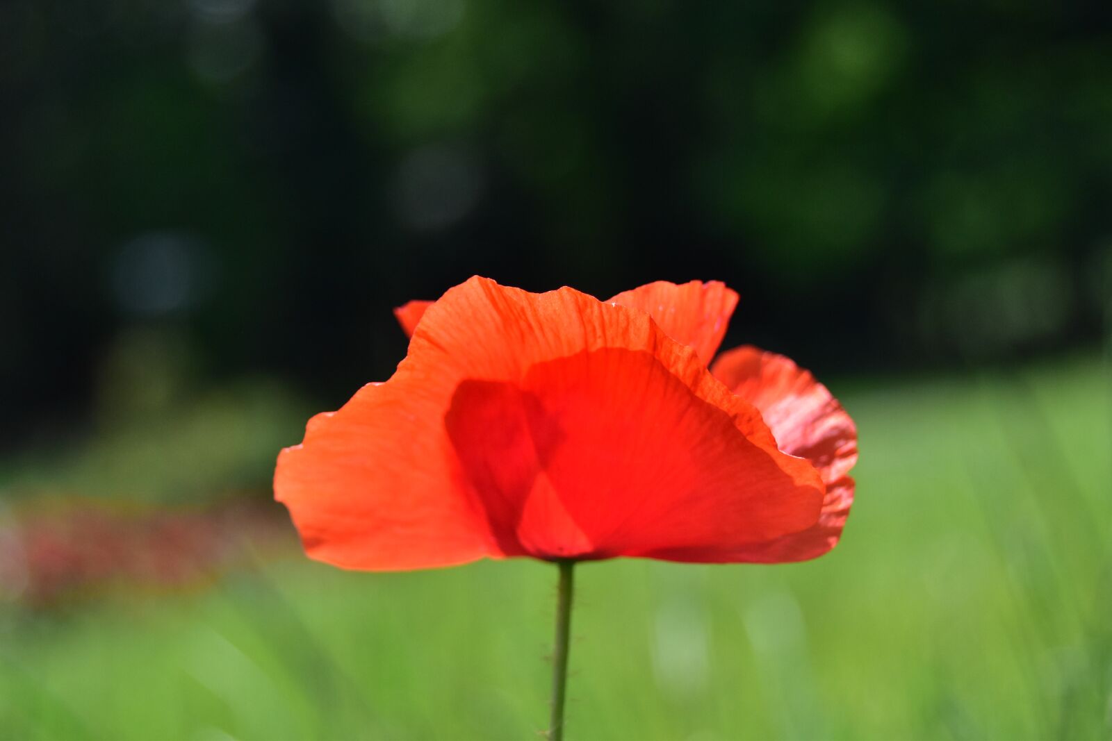 Nikon D5600 sample photo. Gossip poppy, poppy, spring photography