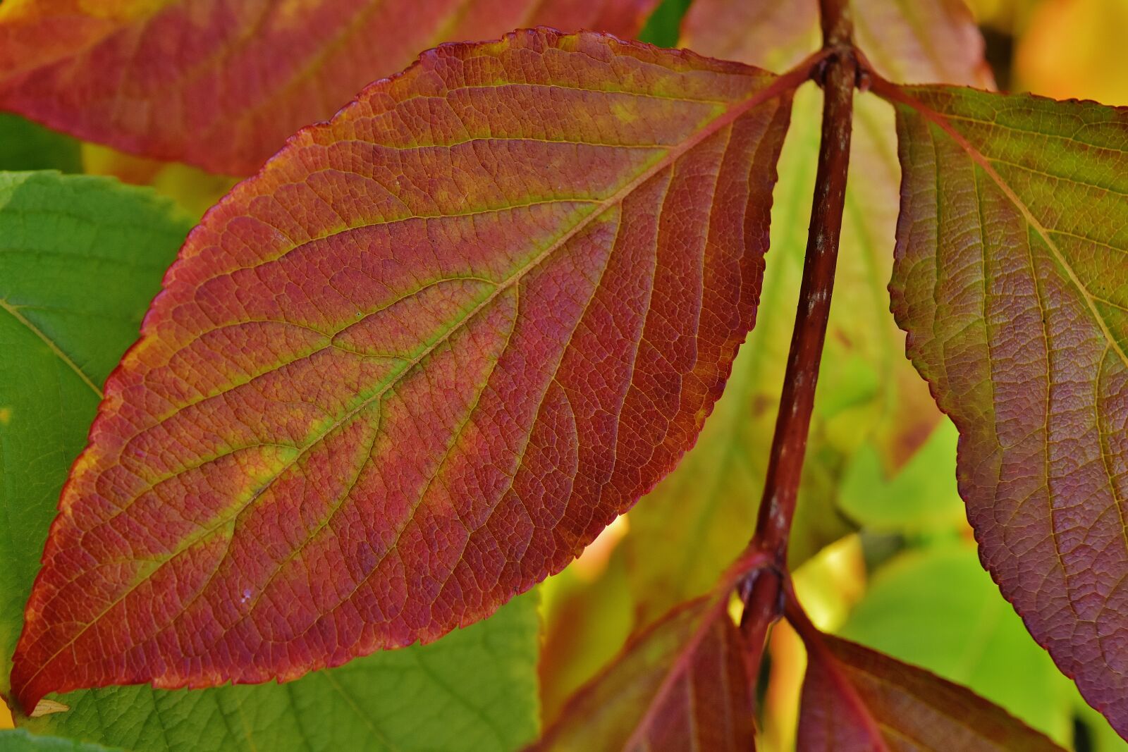 Nikon D7200 sample photo. Leaves, autumn, colorful photography