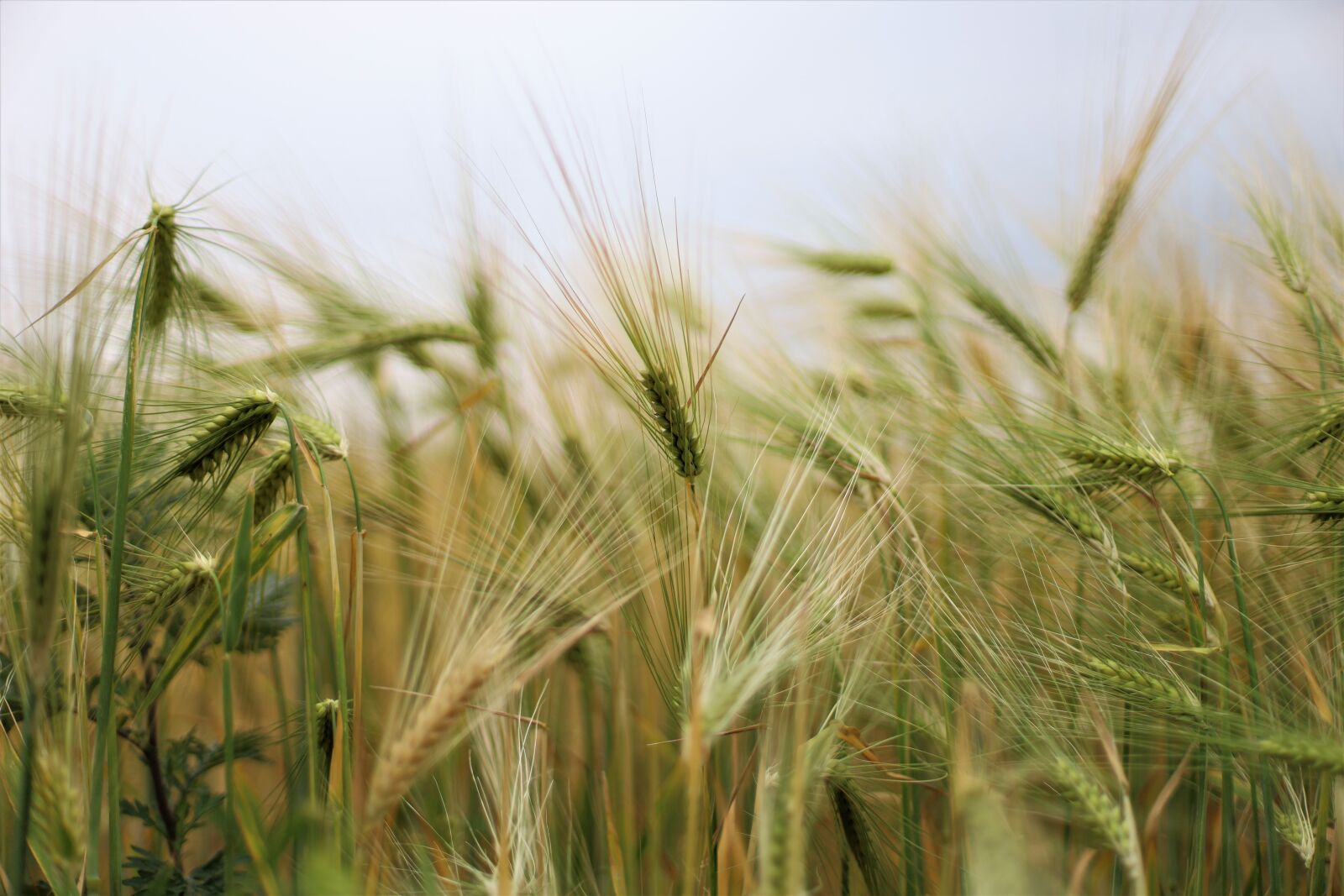 Canon EOS RP sample photo. Barley, getreideanbau, agriculture photography