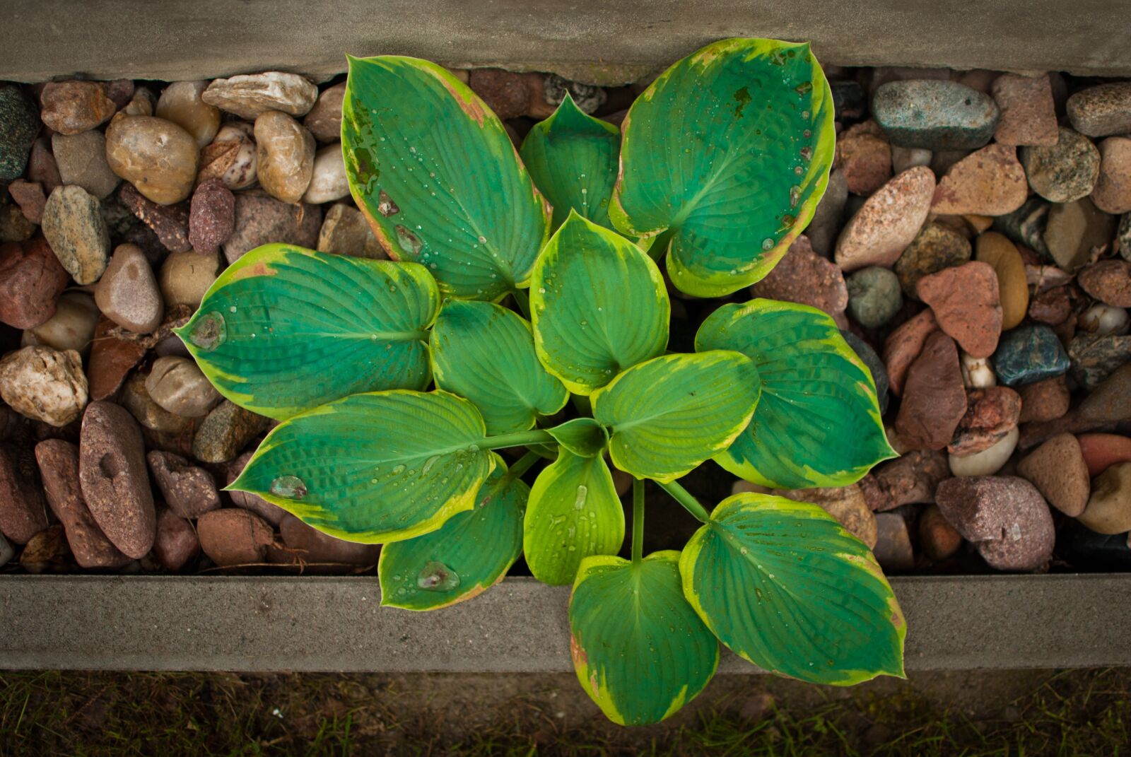 Nikon D60 sample photo. Plant, the stones, nature photography