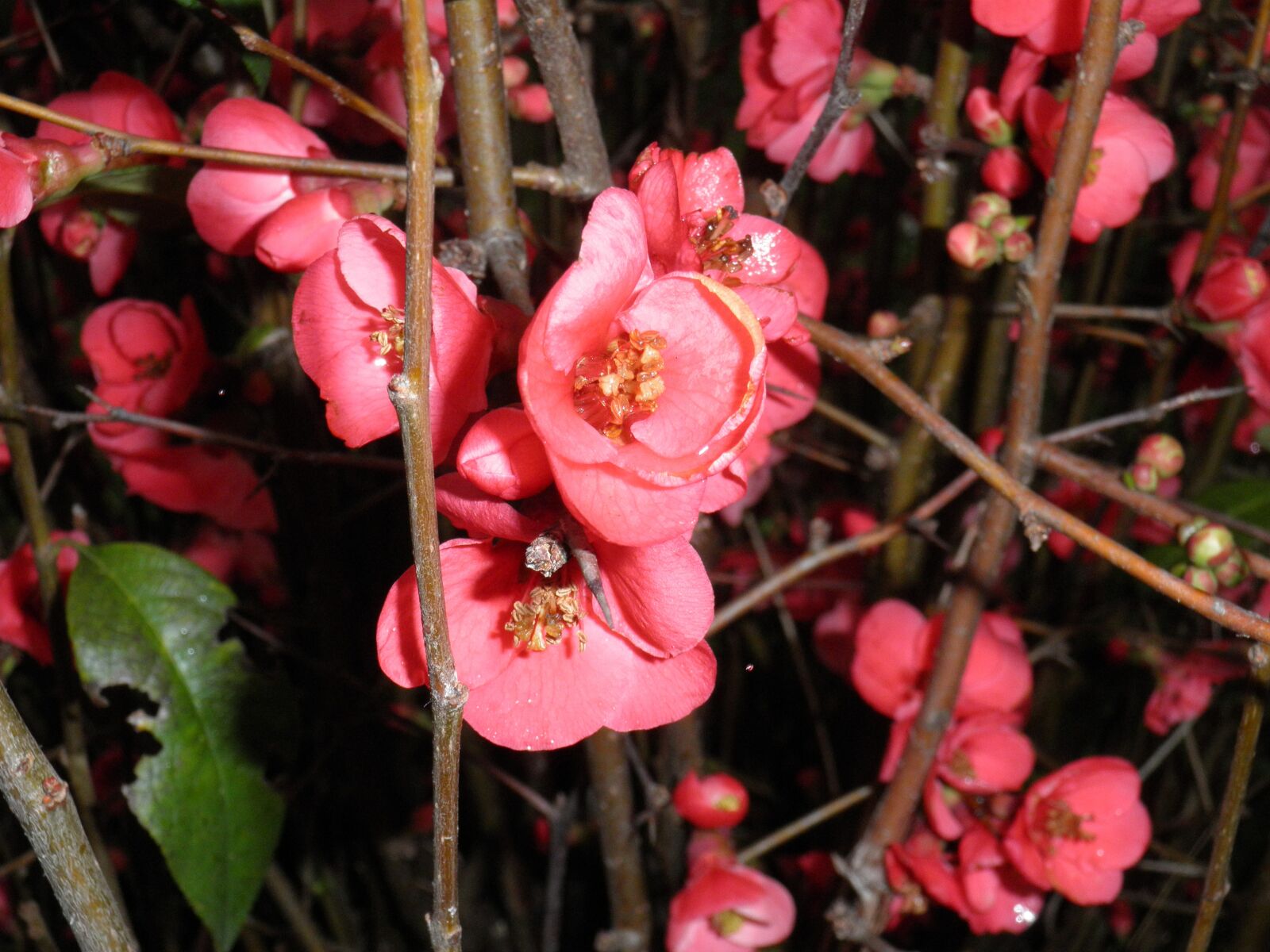 Olympus u9010,S9010 sample photo. Blooming branches, pink flowers photography
