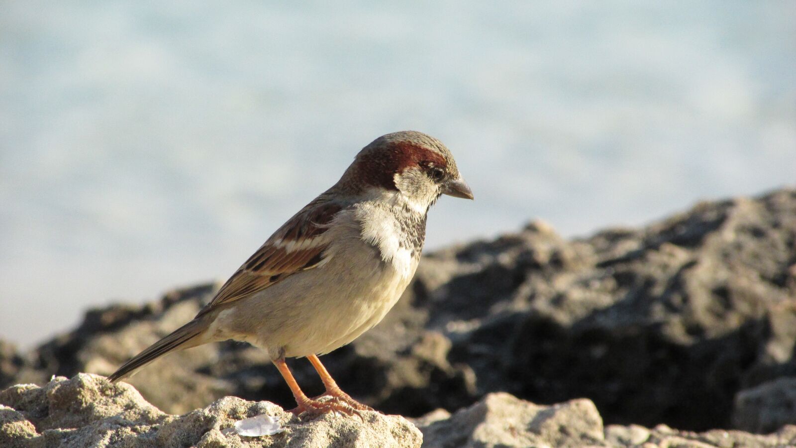 Canon PowerShot SX400 IS sample photo. Cyprus, sparrow, bird photography