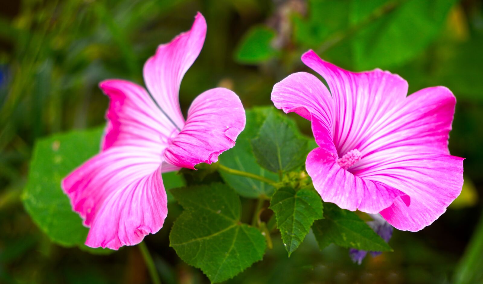 Sony E 55-210mm F4.5-6.3 OSS sample photo. Mallow, flowers, blossom photography