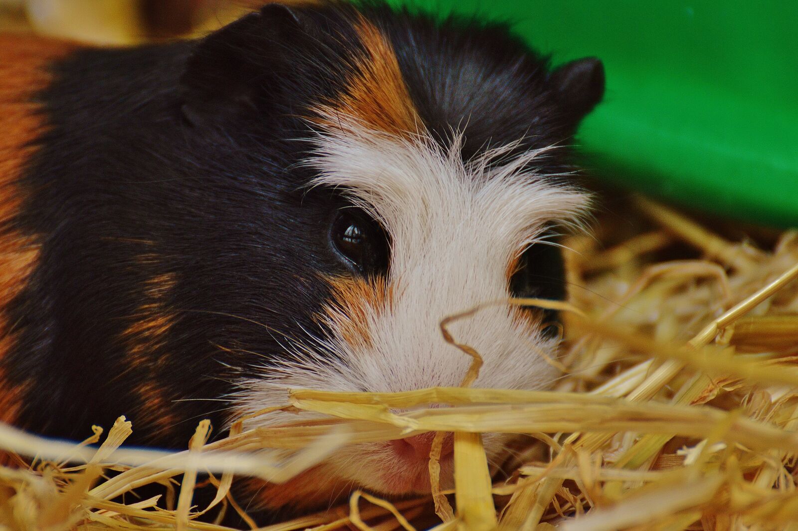 Nikon D3200 sample photo. Guinea pig, wildpark poing photography