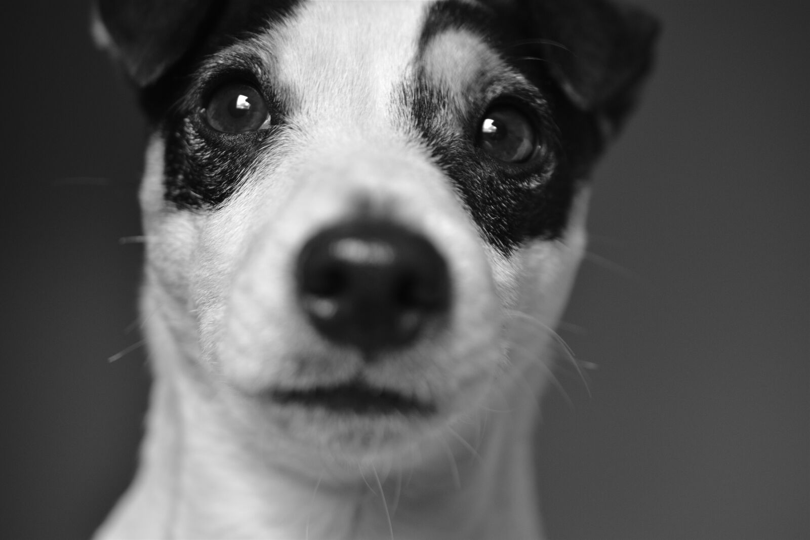 Nikon D5600 sample photo. Dog, jack, russel photography