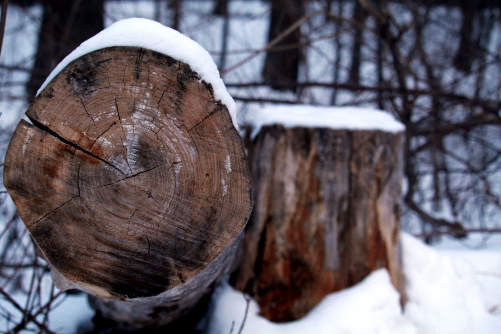 Canon EOS 1200D (EOS Rebel T5 / EOS Kiss X70 / EOS Hi) sample photo. Tree, stump, slice photography