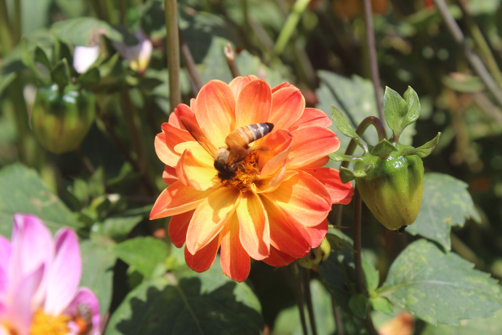 Canon EOS 1300D (EOS Rebel T6 / EOS Kiss X80) sample photo. Flower, honeybee, insect photography