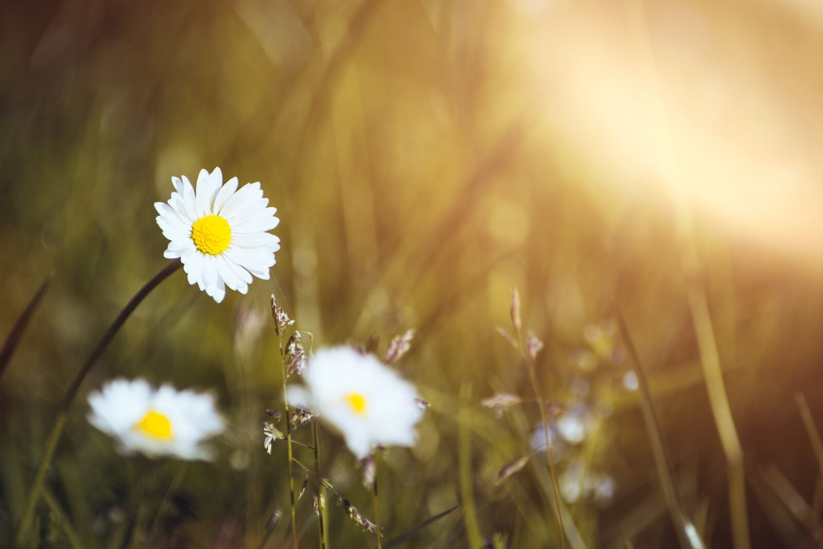 Nikon D7100 sample photo. Daisy, meadow, nature photography