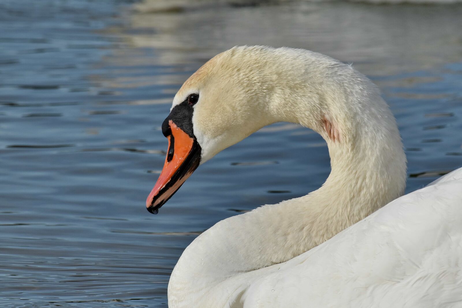 Nikon D5500 sample photo. Pretty, swan, aquatic bird photography