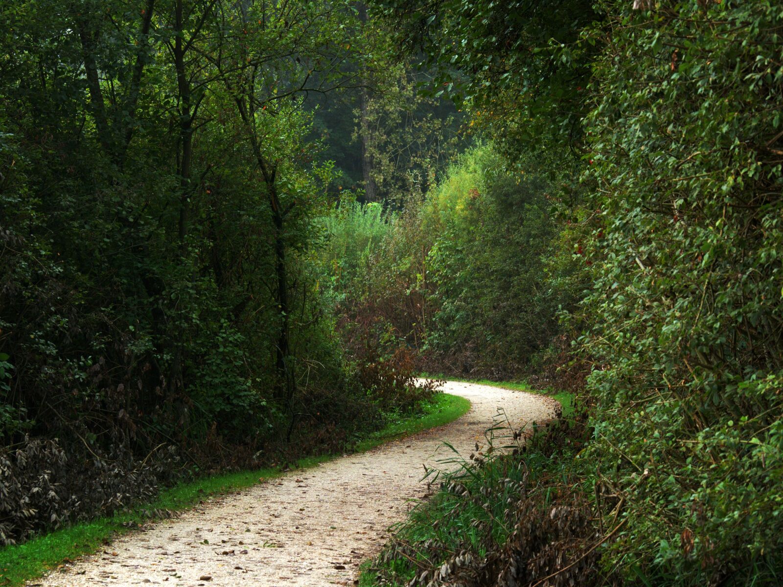 55.0-200.0mm f/4.0-f/5.6 sample photo. Forest path, trees, forest photography