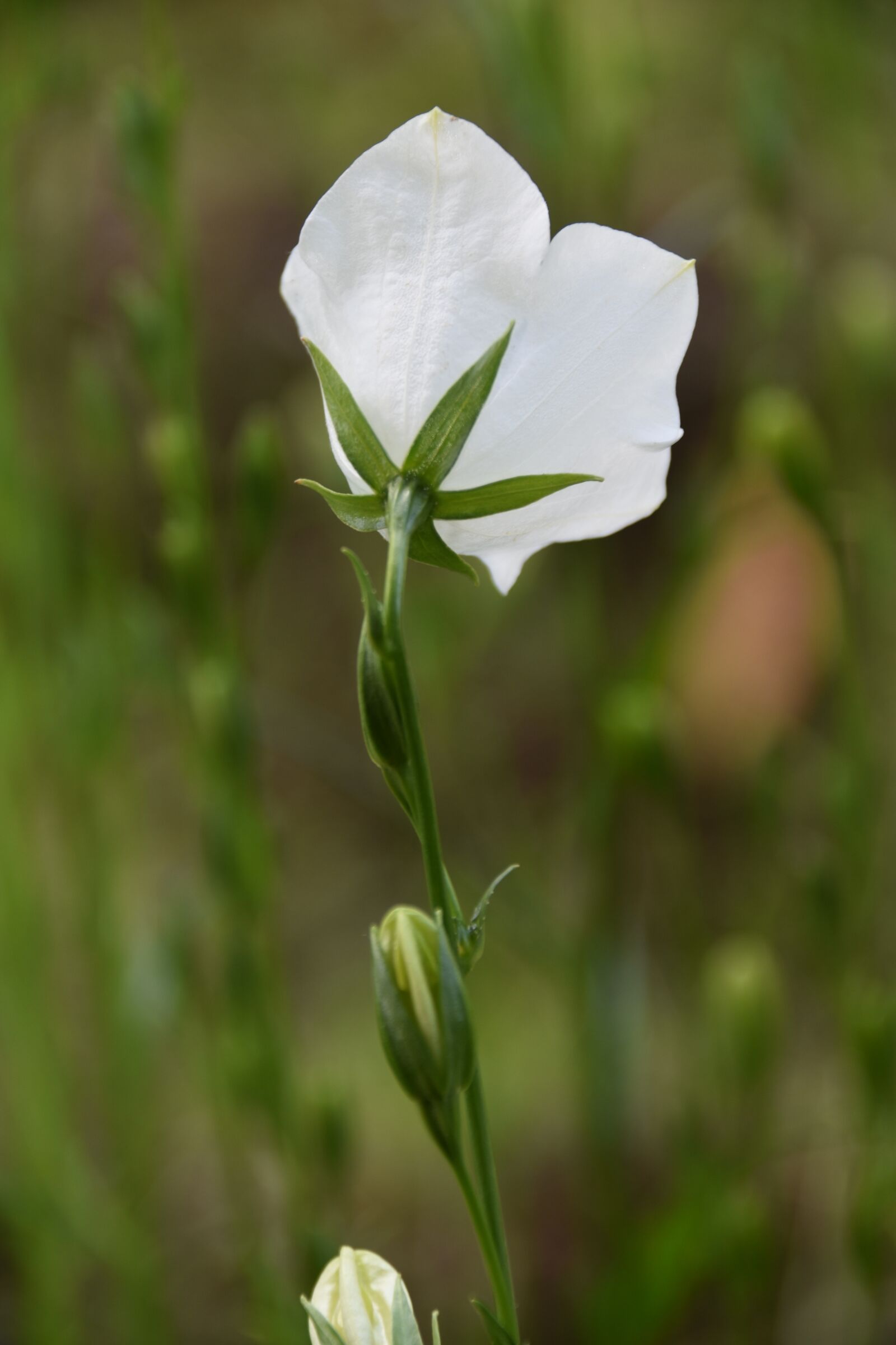 Nikon D5600 sample photo. Flower, white flower, green photography