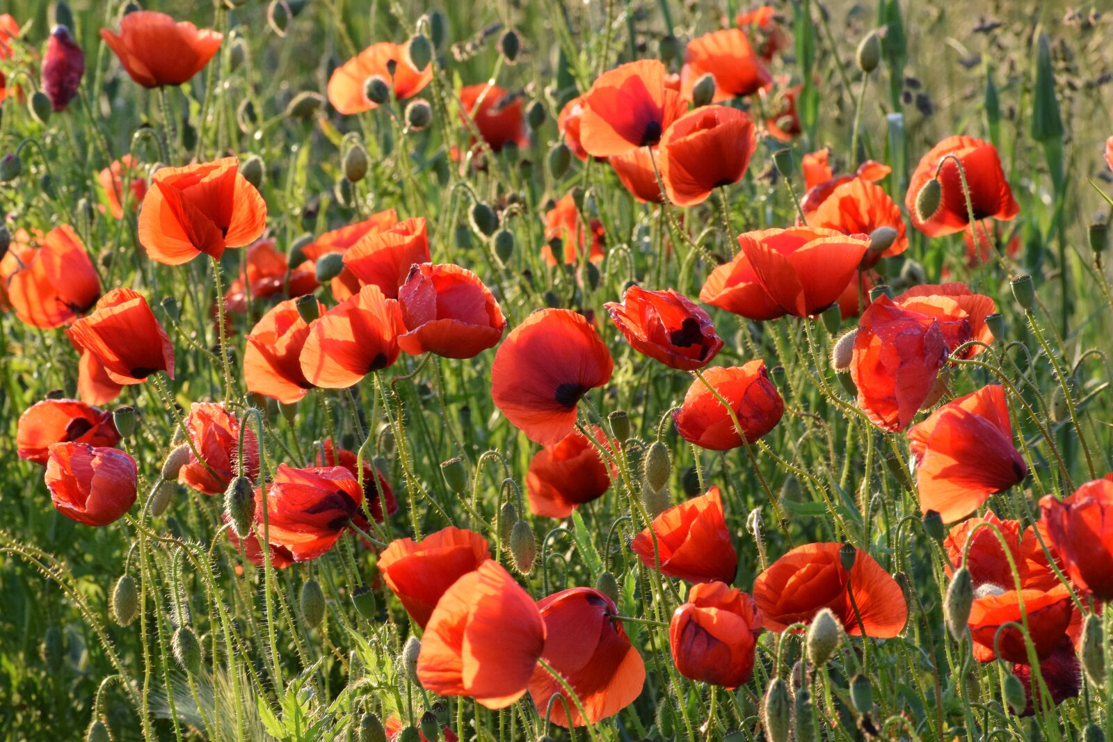 Nikon D3300 sample photo. Red poppys, meadow, golden photography