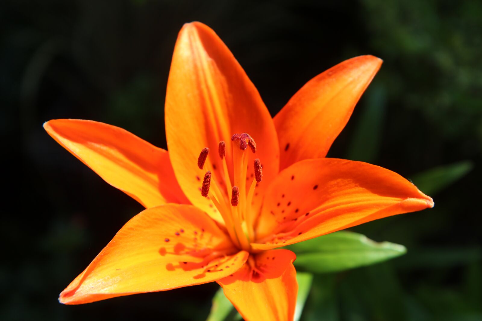 Canon EOS 600D (Rebel EOS T3i / EOS Kiss X5) sample photo. Lys, lily orange, orange photography