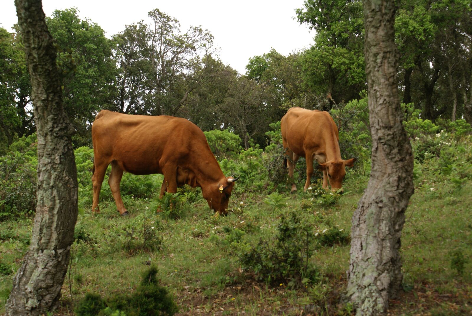 Sony Alpha DSLR-A100 sample photo. Cows, brown, cattle photography