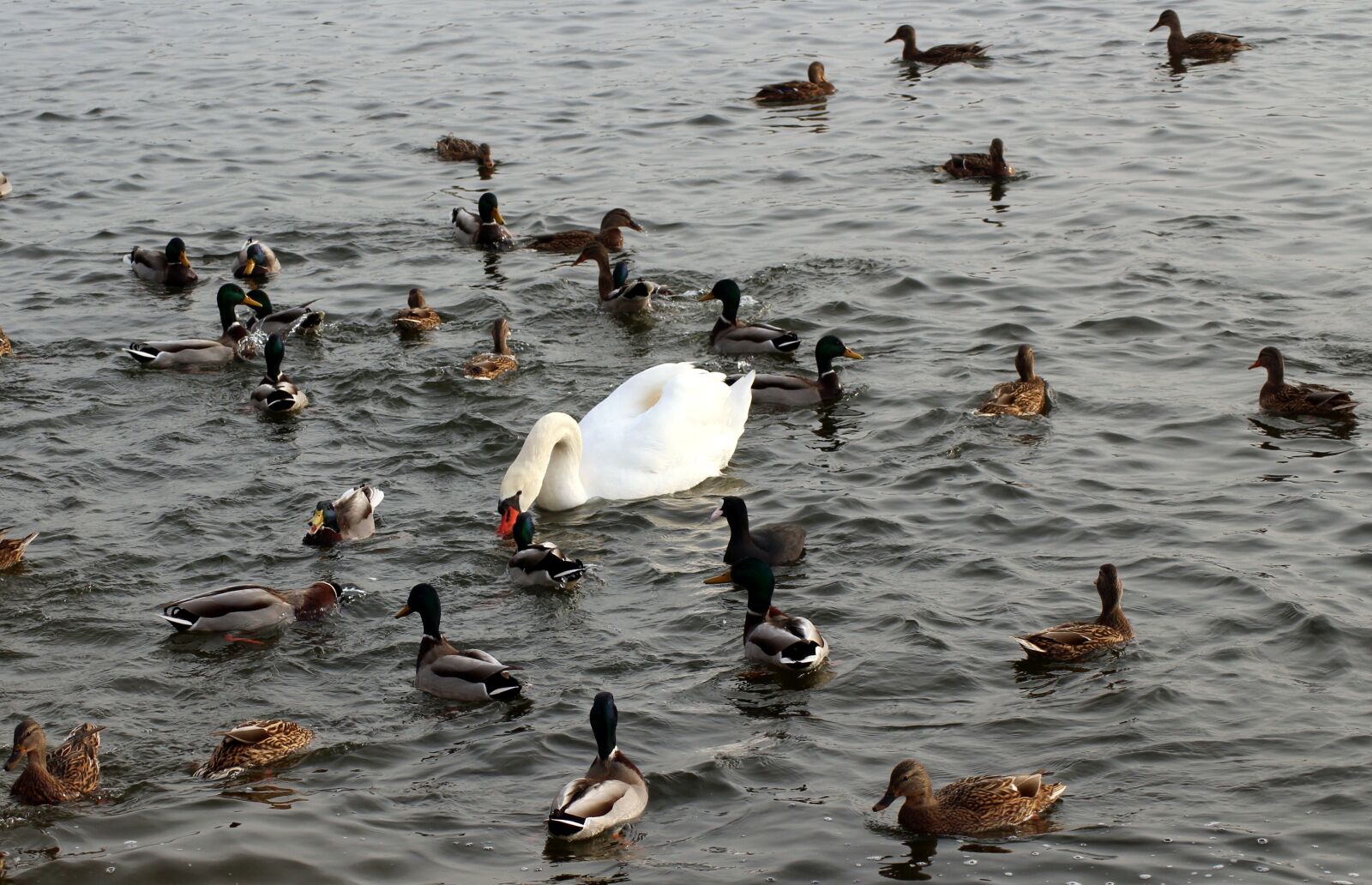 Canon EOS 1200D (EOS Rebel T5 / EOS Kiss X70 / EOS Hi) sample photo. Ducks, swan, lake photography