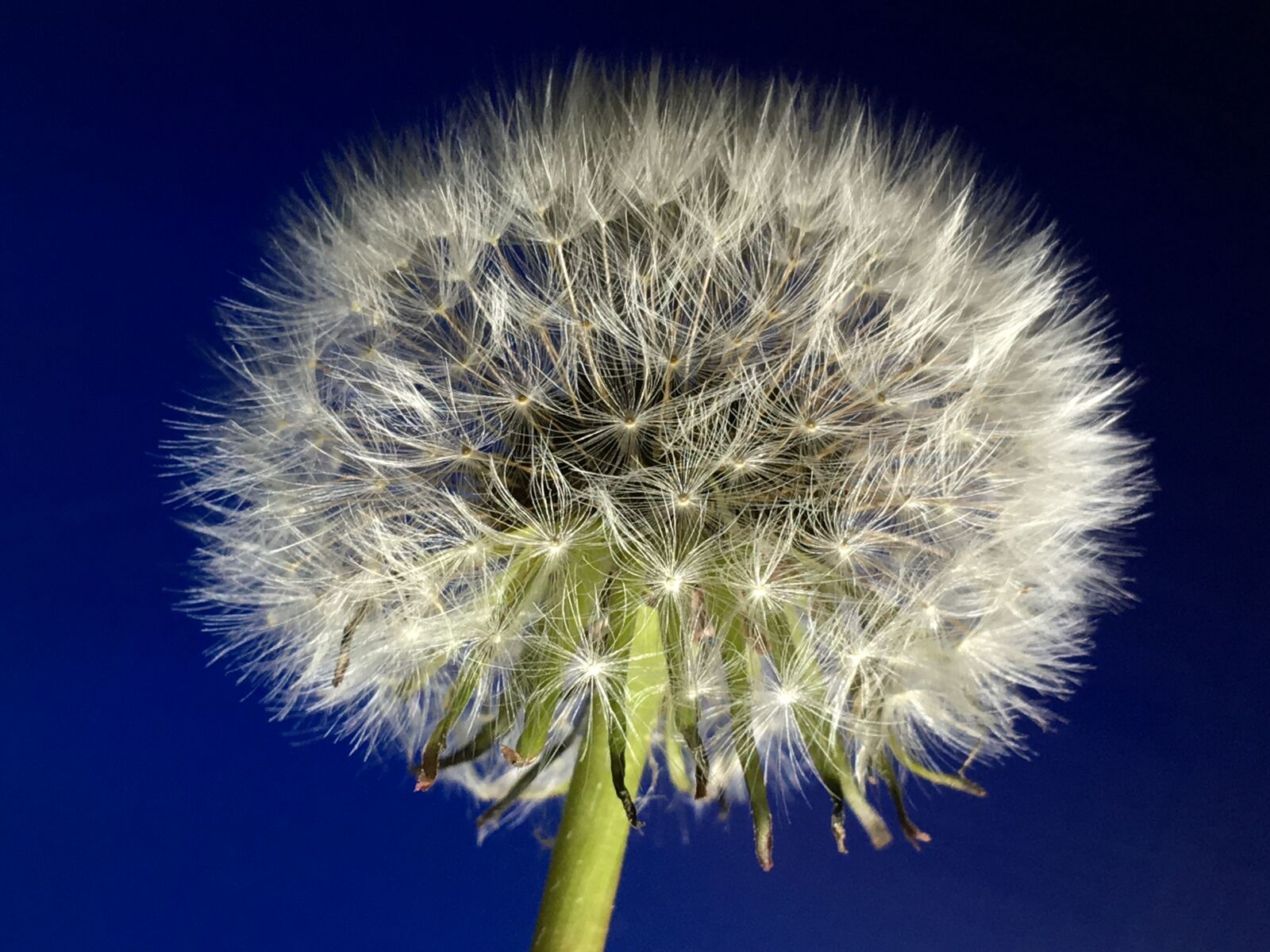 iPhone 6s Plus back camera 4.15mm f/2.2 sample photo. Seeds flying, white, sepals photography