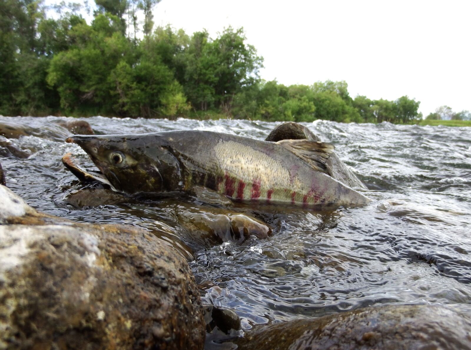Fujifilm FinePix S1 sample photo. River, fish, fishing photography