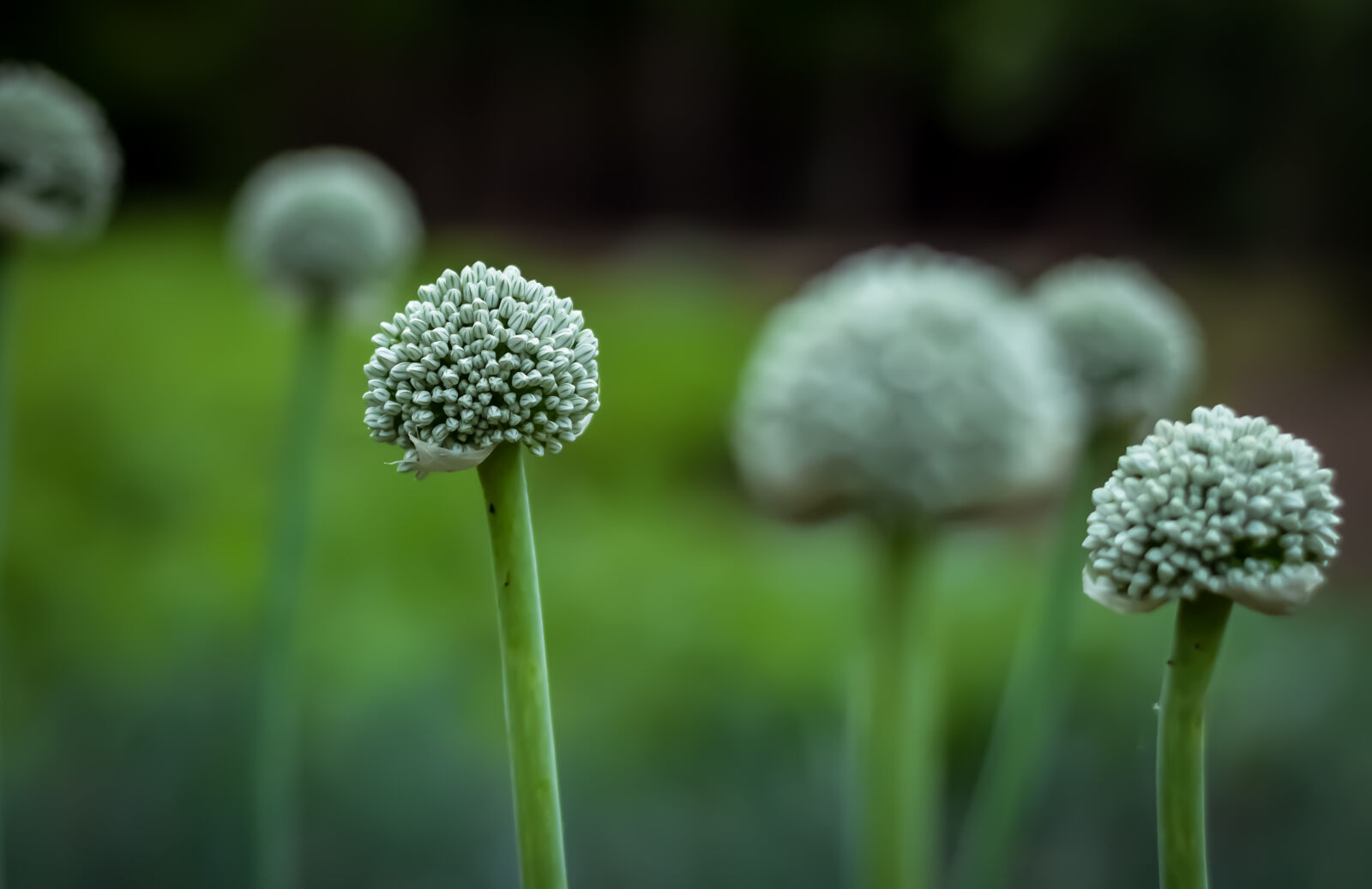 Nikon AF-S Nikkor 50mm F1.8G sample photo. Flower, green, onion, onion photography