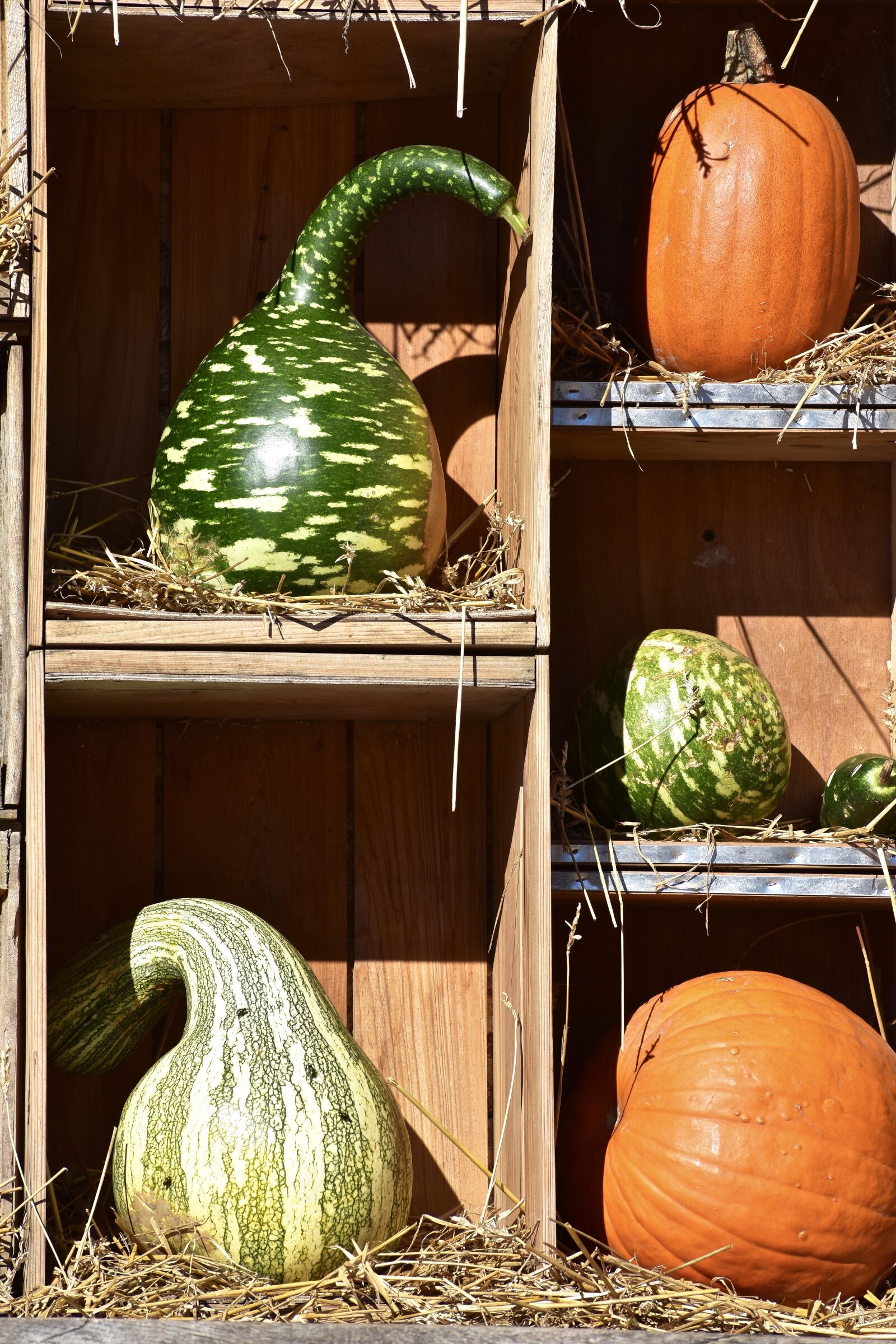 Nikon D3400 sample photo. Squash, pumpkin, hay photography