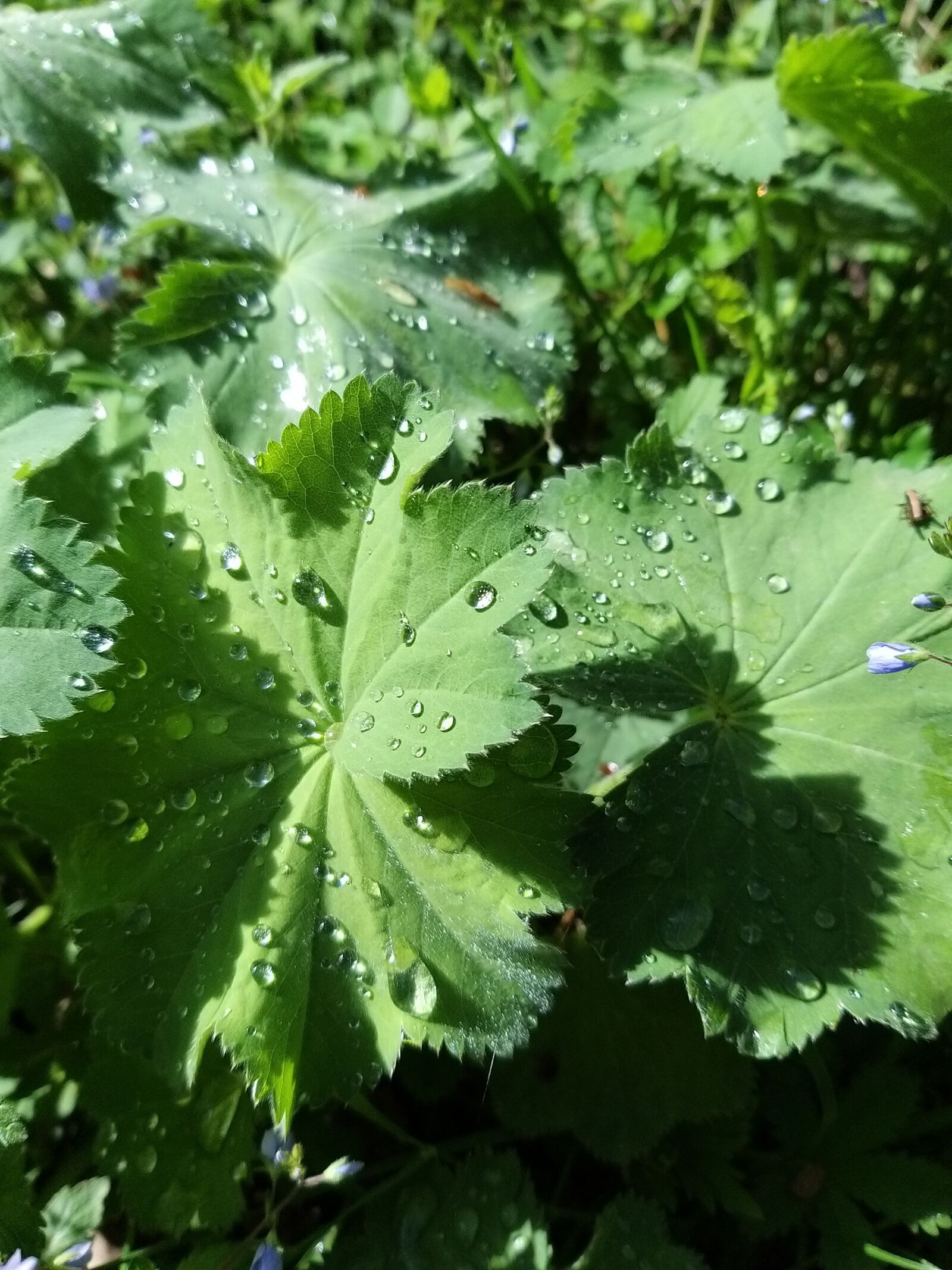 Samsung Galaxy A9 (2018) sample photo. Rain, plant, lotus effect photography