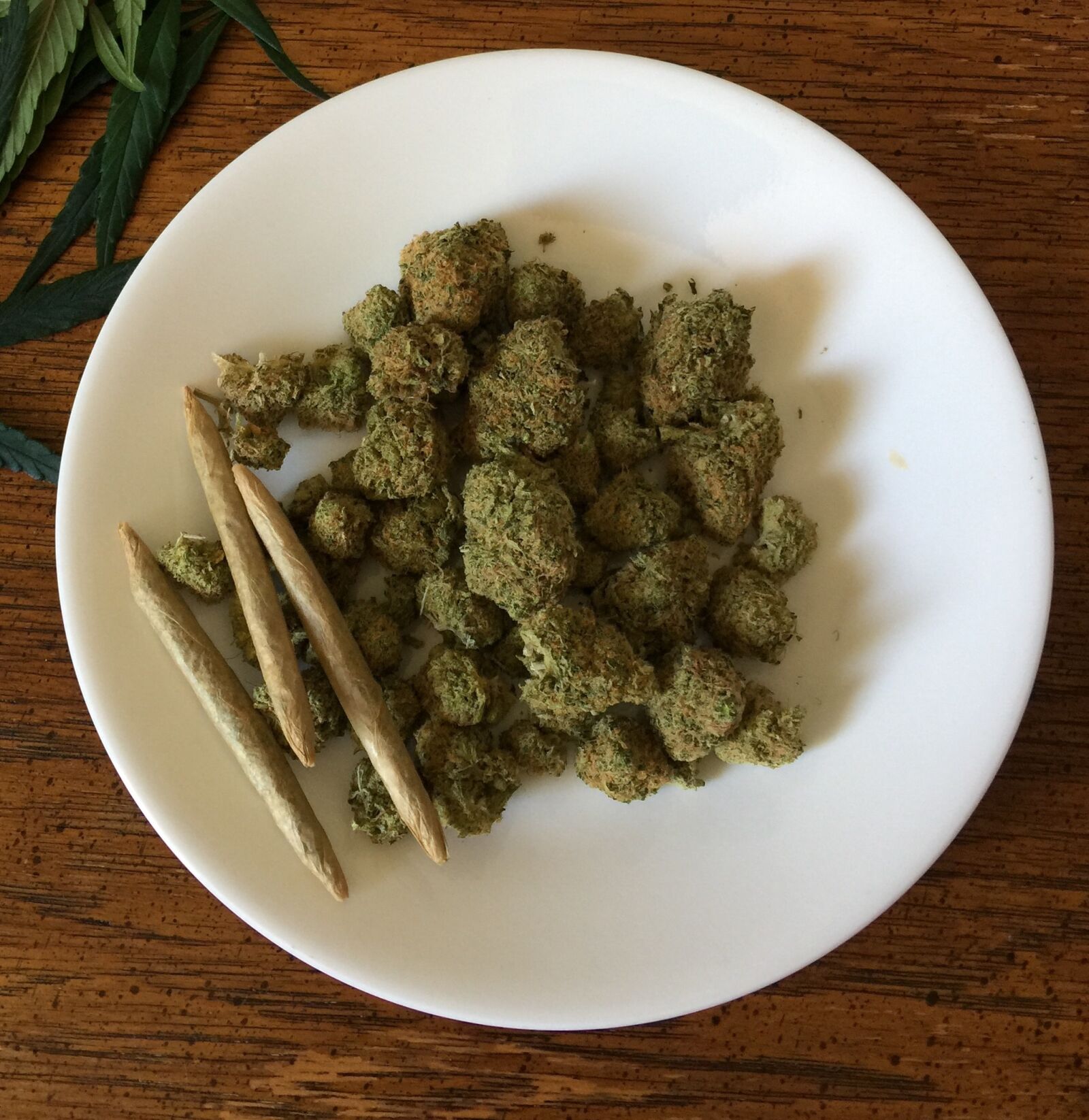 iPhone 6 Plus back camera 4.15mm f/2.2 sample photo. Cannabis, marijuana, weed photography